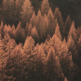 Wald im Herbst
