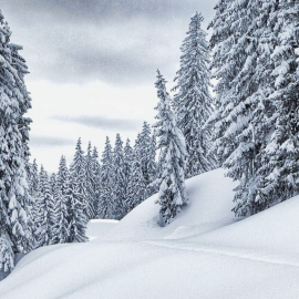 A snowshoe hiker walks through the deep snowy winter forest on the Hochkönig – peaceful nature and pure relaxation in Maria Alm.