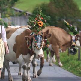 Traditioneller Almabtrieb mit geschmückten Kühen beim Bauernherbst in Maria Alm am Hochkönig