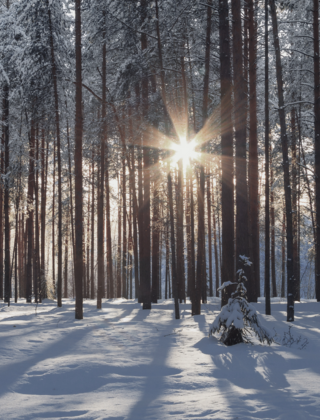 Verschneiter Winterwald in Maria Alm, die Sonne strahlt golden durch die hohen Bäume und verleiht der Landschaft eine stimmungsvolle Atmosphäre nahe dem Hotel die HOCHKÖNIGIN