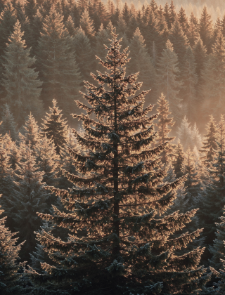 Sunlight shines on snow-covered fir trees in the winter forest near Maria Alm – magical tranquility and natural beauty around die HOCHKÖNIGIN.