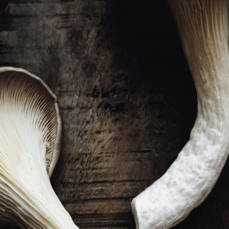 Oyster mushrooms on a wooden table