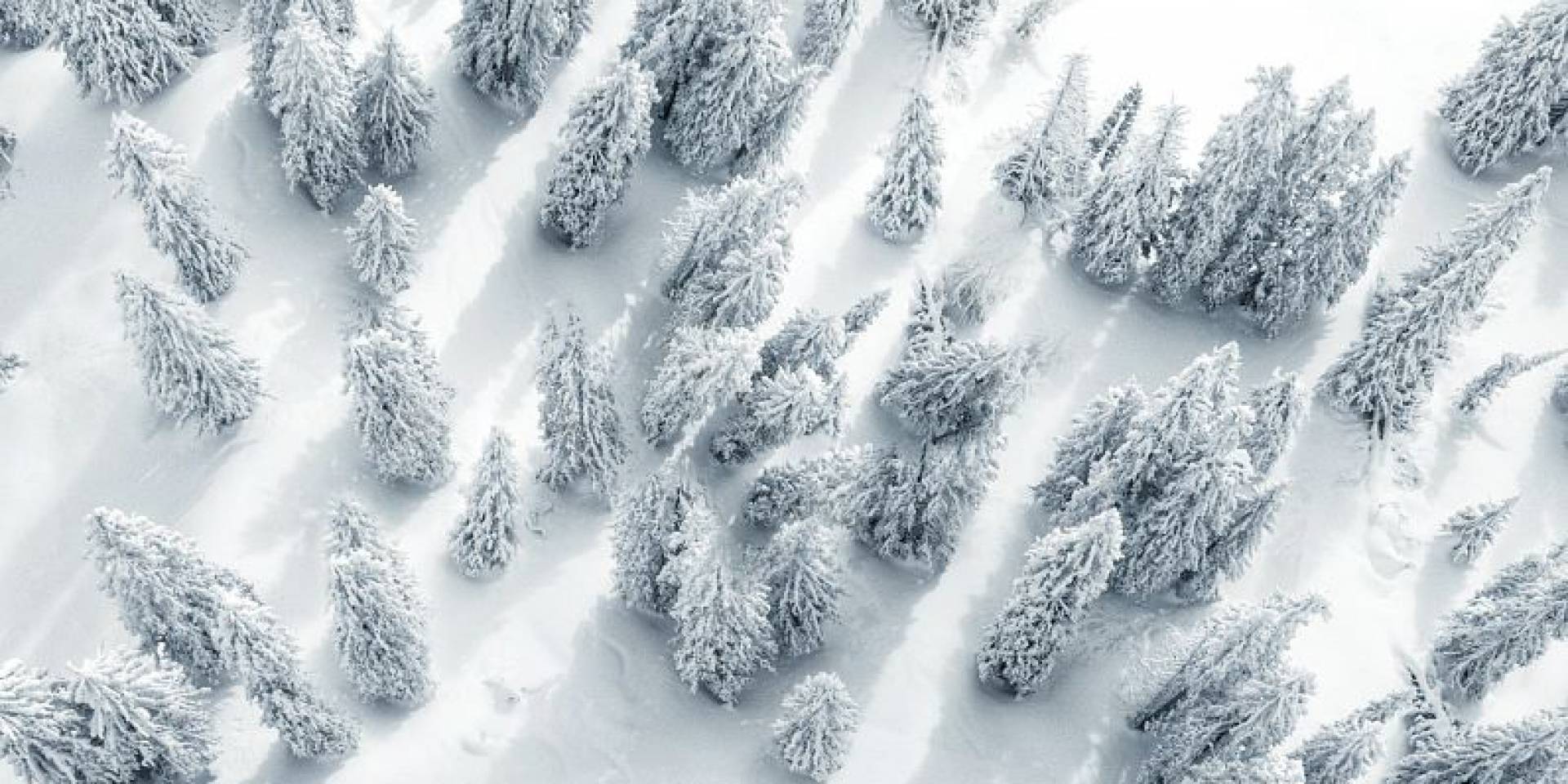 Tannen mit Schnee bedeckt Luftaufnahme
