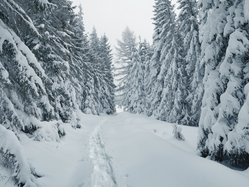 Tief verschneiter Weg durch hohe verschneite Tannen 