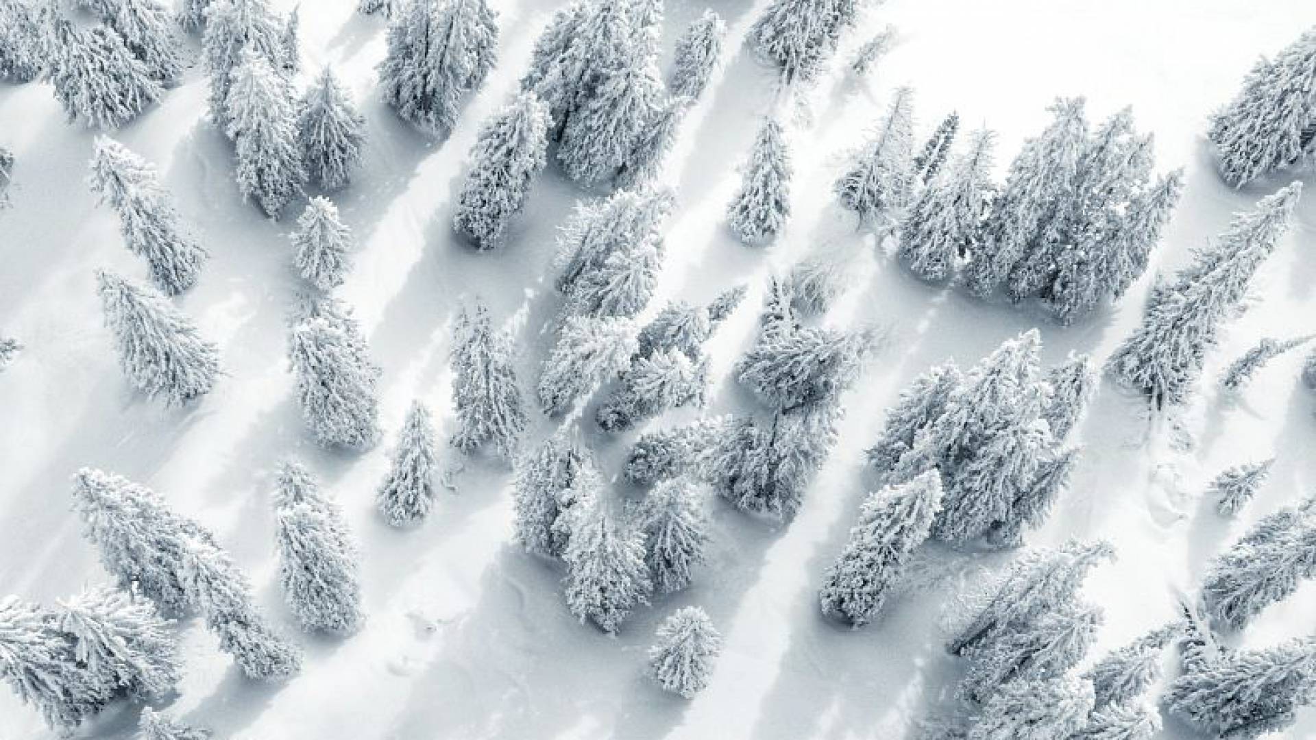 Tannen mit Schnee bedeckt Luftaufnahme
